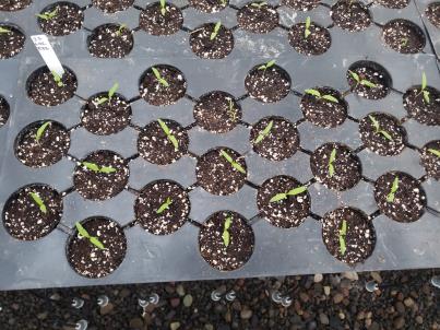 SEEDLING